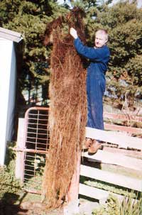 Removed Ivy
